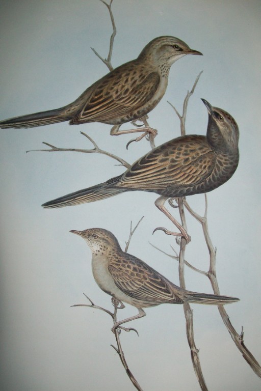 John Gould -  Black-breasted Skylark  from Birds of Australia 1840-48