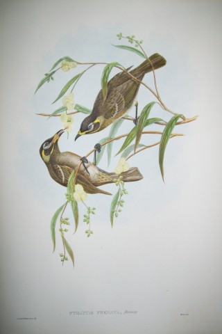 John Gould -  Bridled Honey-eater  from Birds of New Guinea 1875-88