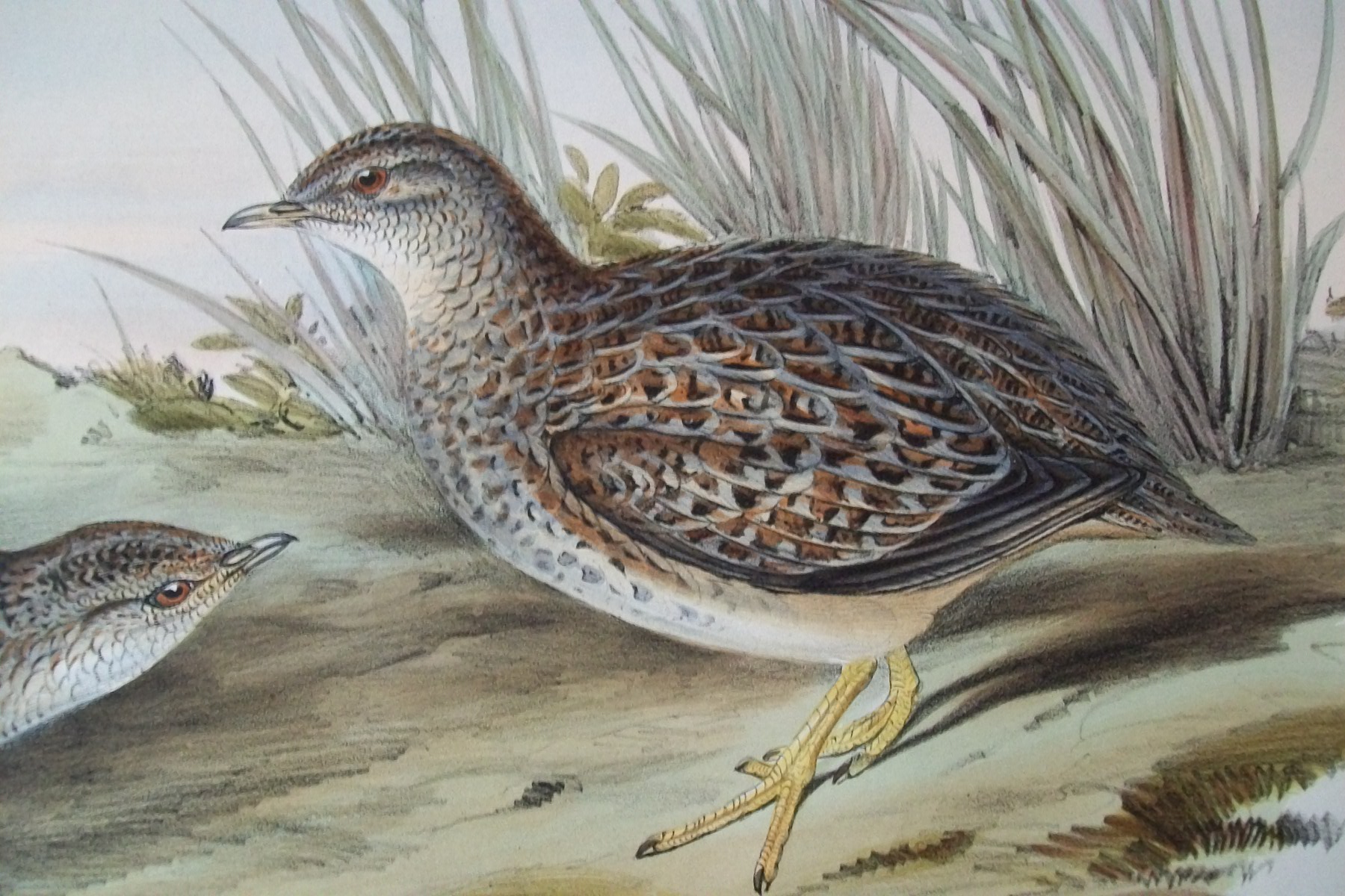 John Gould -  Sparkling Hemipode  from Birds of Australia 1840-48