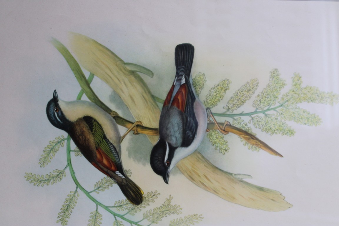 John Gould -  Himalayan Shrike-babbler from Birds of Asia 1849-83