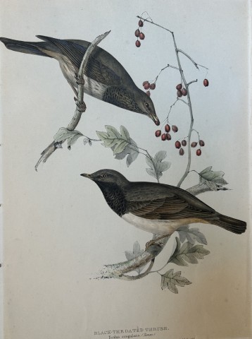 John Gould -  Black-throated Thrush from Birds of Europe 1832-37