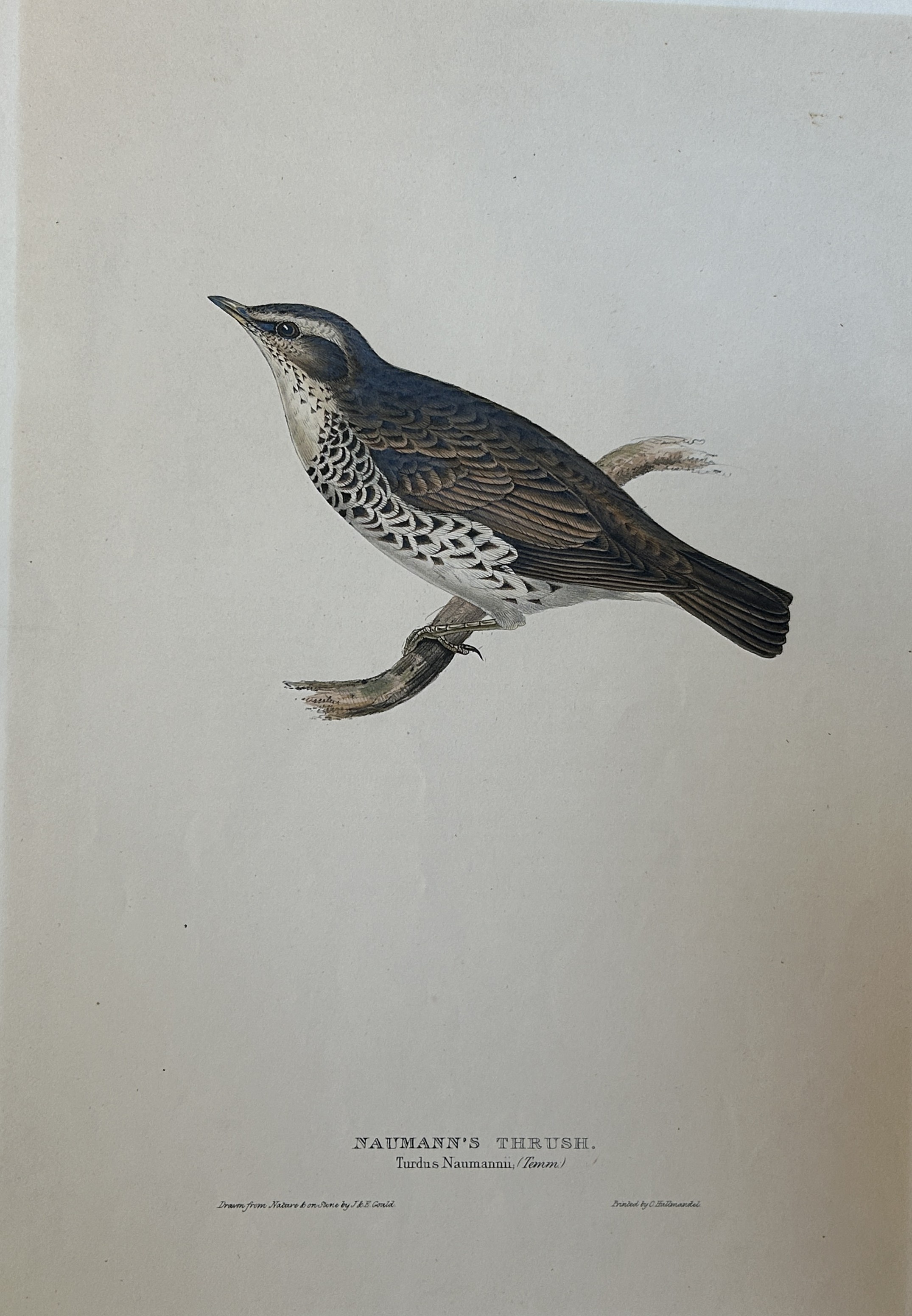 John Gould -  Naumann's Thrush from Birds of Europe 1832-37