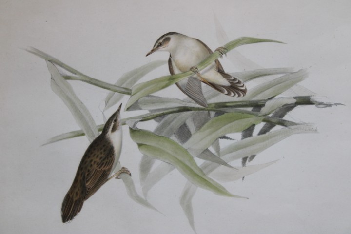 John Gould - Pallas's Grasshopper Warbler from Birds of Europe 1832-37