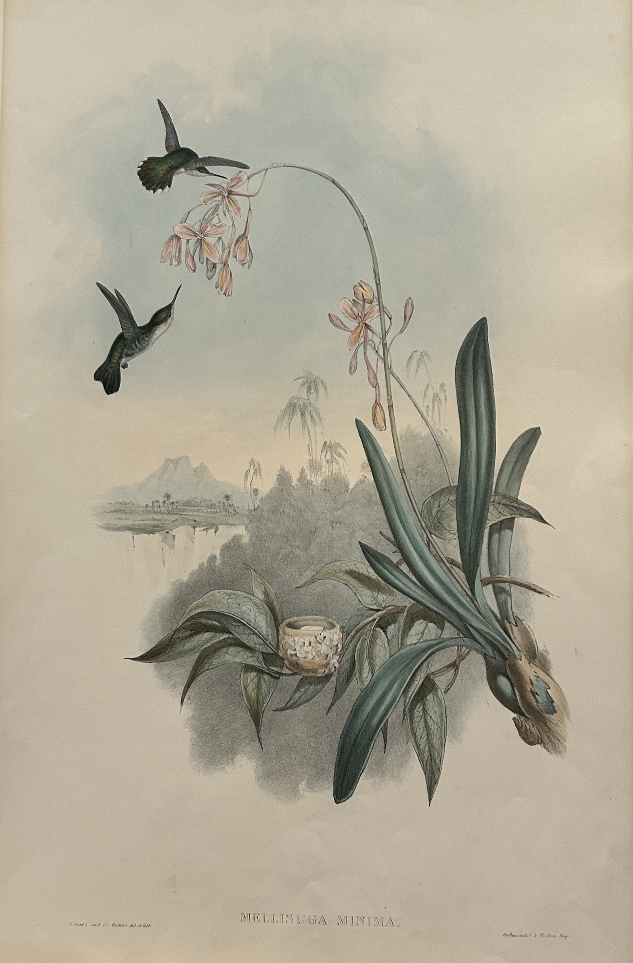 John Gould - Little Humming-Bird 1849-61