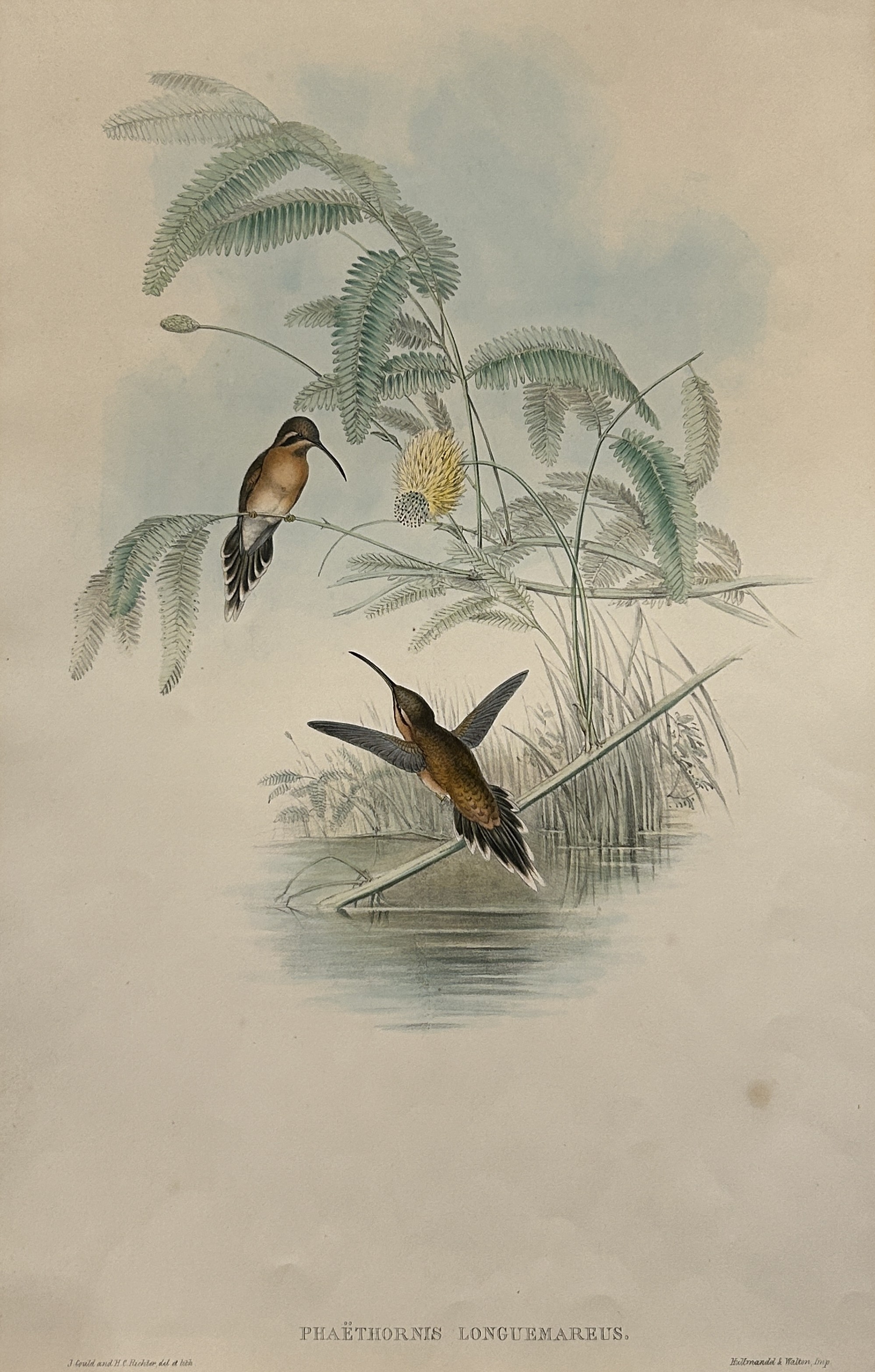 John Gould - Longuemare's Hermit Humming Bird 1849-61