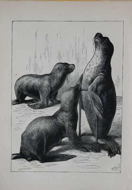 AT Elwes - Seals 1884