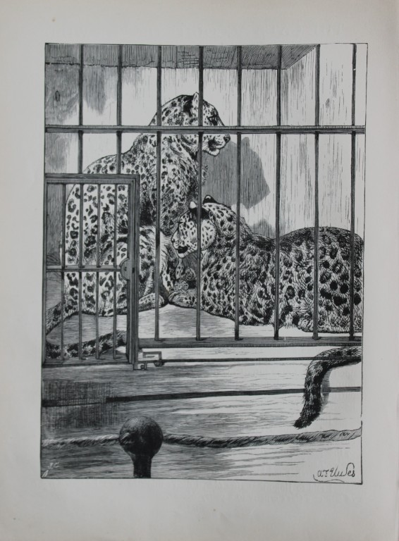 AT Elwes - Leopards 1884