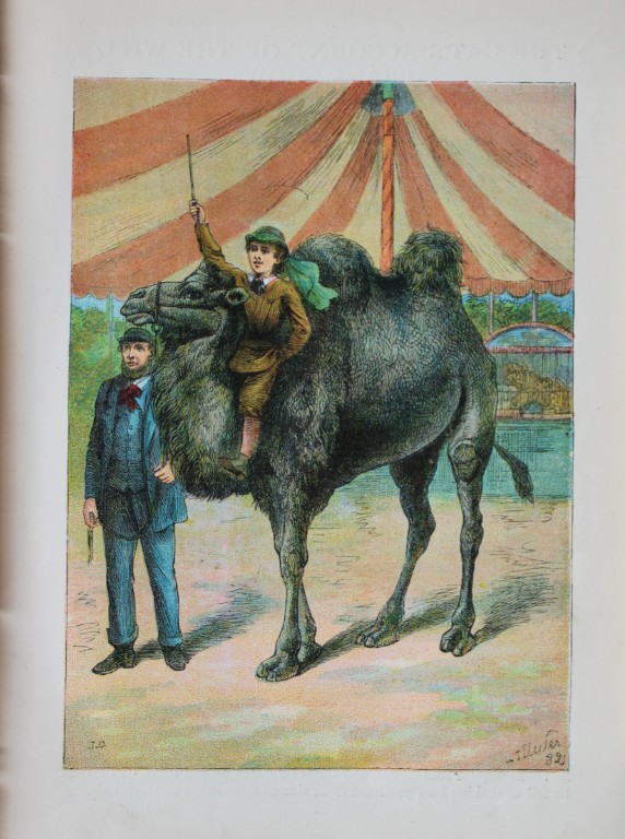 AT Elwes - The Dromedary 1884