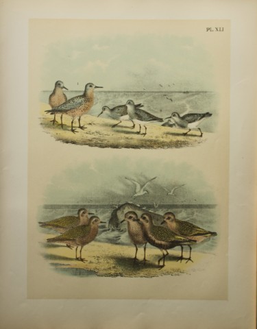 Jacob Studer - Knot and American Dunlin by Theodore Jasper 1888