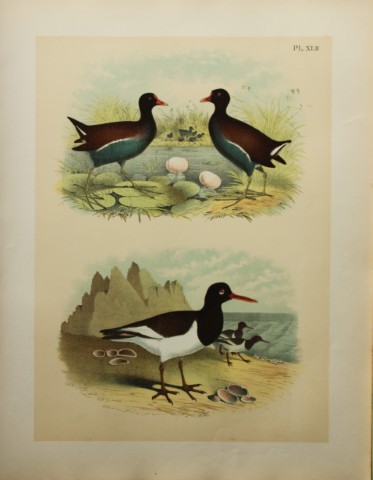 Jacob Studer - Florida Gallinule and Oyster-catcher  by Theodore Jasper 1888