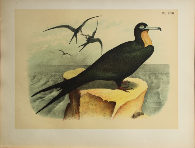 Jacob Studer - Frigate Bird by Theodore Jasper 1888