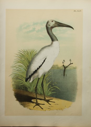 Jacob Studer - Wood Ibis by Theodore Jasper 1888