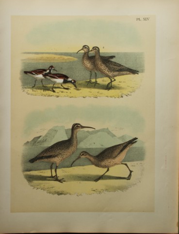 Jacob Studer - Turnstone and Curlews by Theodore Jasper 1888
