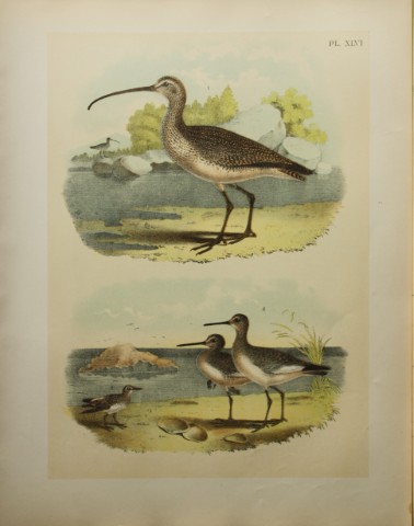 Jacob Studer - Long-billed Curlew and Snipe by Theodore Jasper 1888