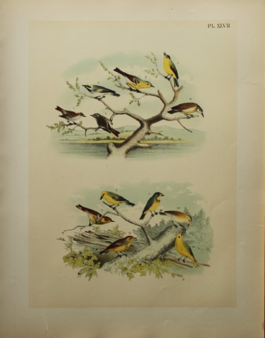 Jacob Studer - Warblers, Flycatchers and Kinglet by Theodore Jasper 1888