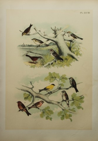 Jacob Studer - Finches and Sparrows by Theodore Jasper 1888
