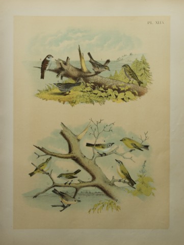 Jacob Studer - Finches, Vireos and Sparrows by Theodore Jasper 1888