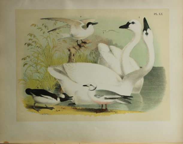 Jacob Studer - American Swan, Tern, Gull and Buffalo-headed Duck by Theodore Jasper 1888