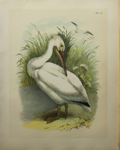 Jacob Studer - White Pelican by Theodore Jasper 1888