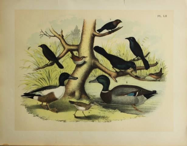 Jacob Studer - Ducks, Grackles and Jack Snipe by Theodore Jasper 1888