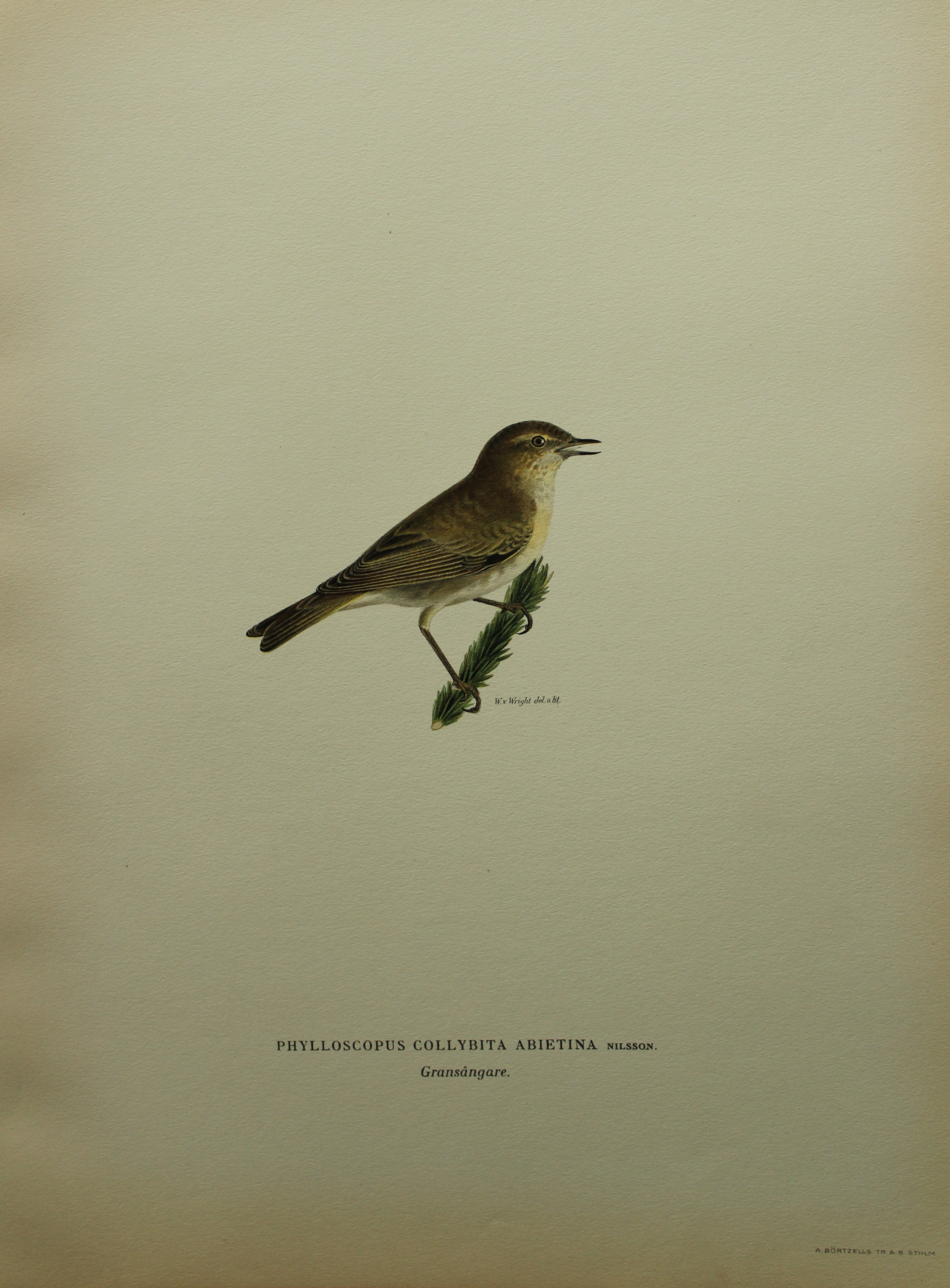M von Wright - Folio lithograph of Chiff Chaff 1924