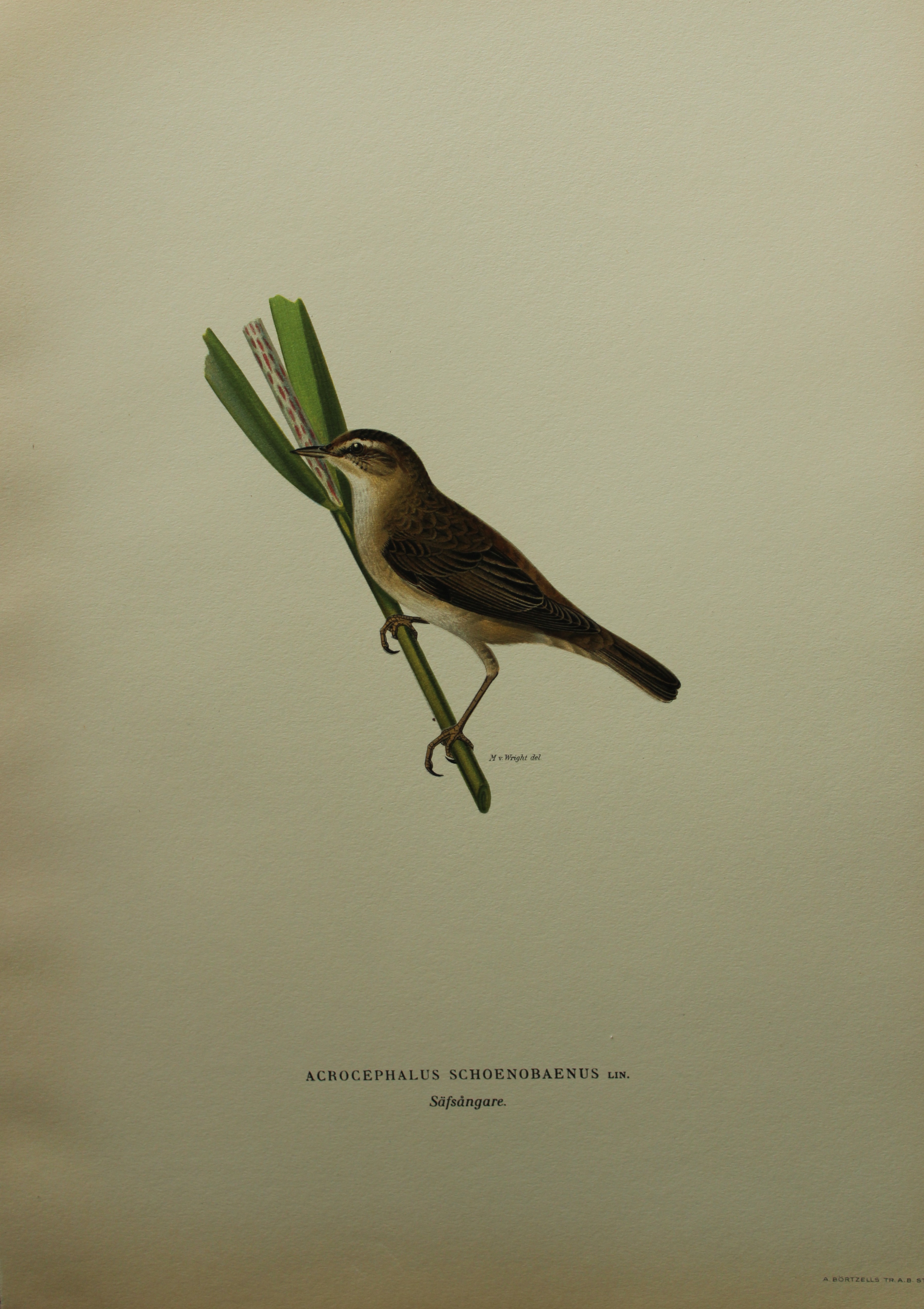 M von Wright - Folio lithograph of Sedge Warbler 1924