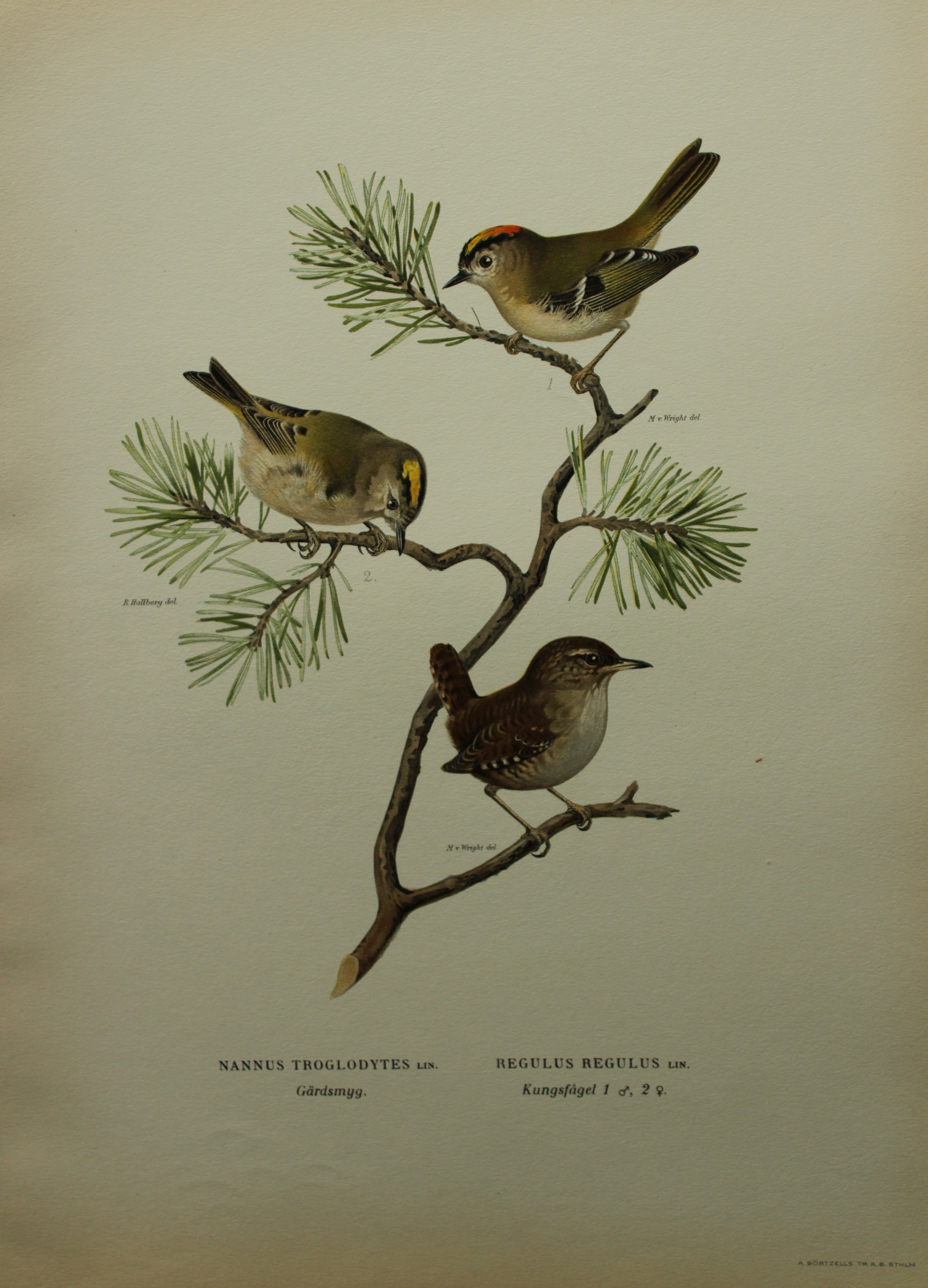 M von Wright - Folio lithograph of Common Wren & Firecrest  1924