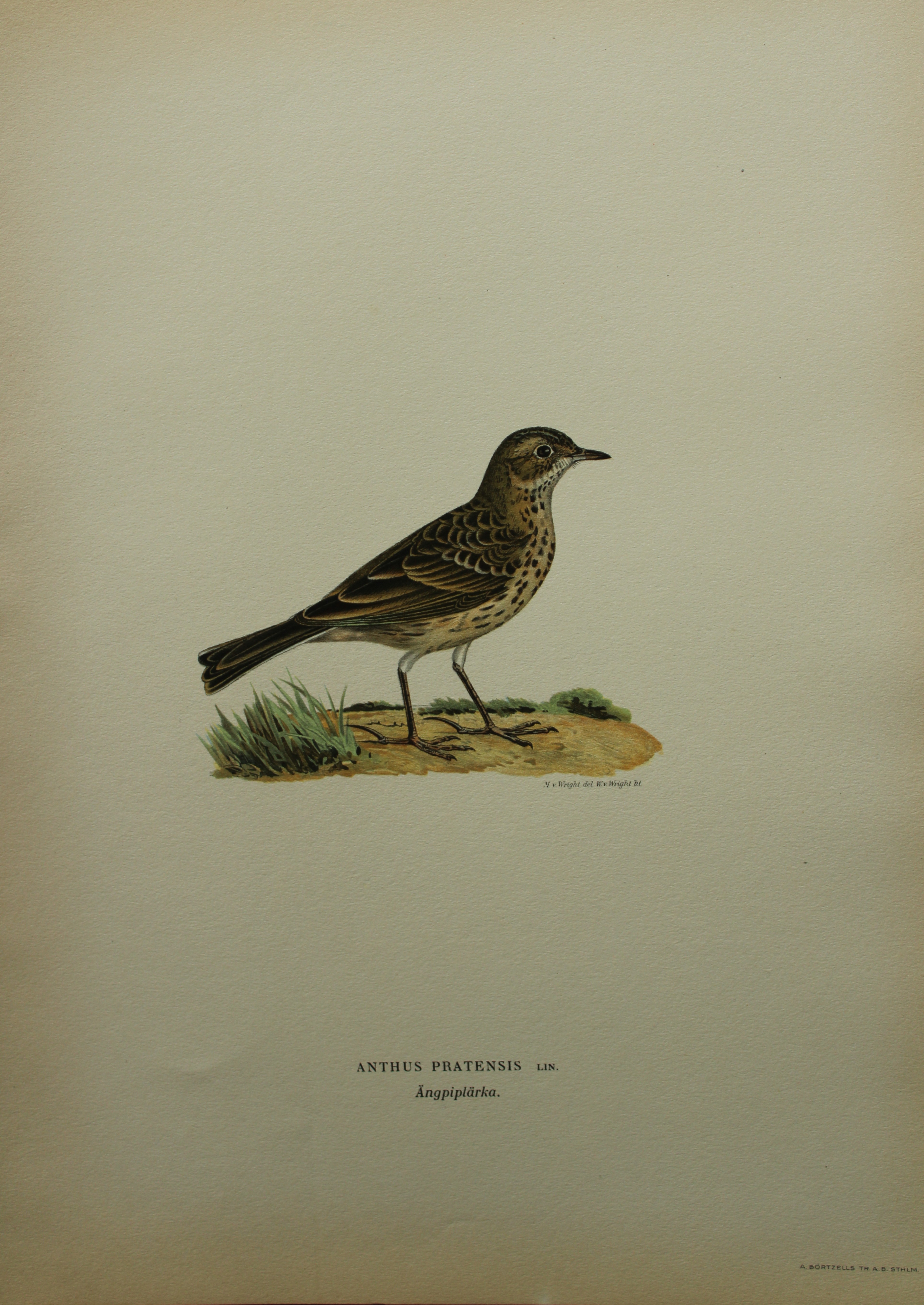 M von Wright - Folio lithograph of Meadow Pipit 1924