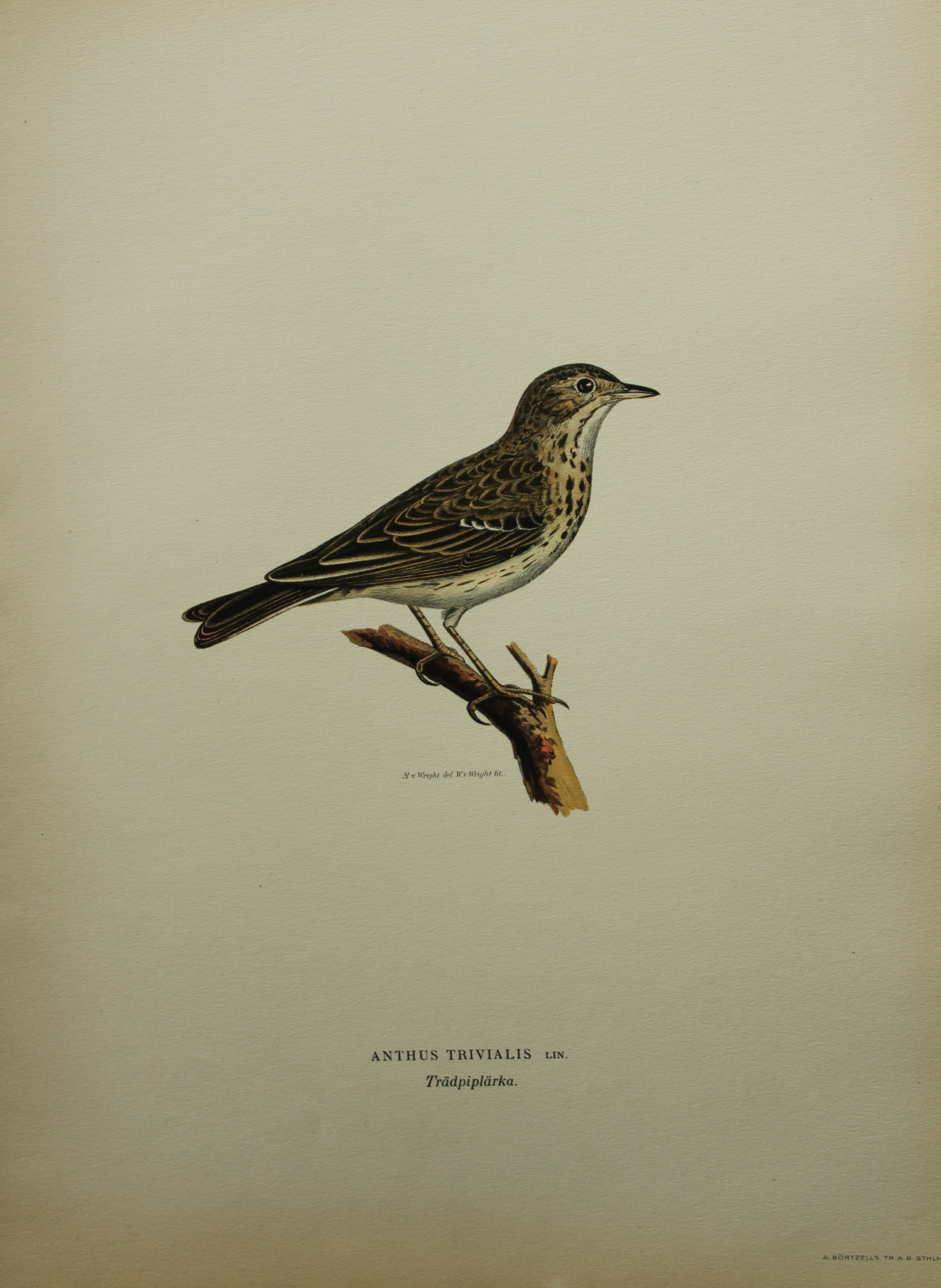 M von Wright - Folio lithograph of Tree Pipit 1924