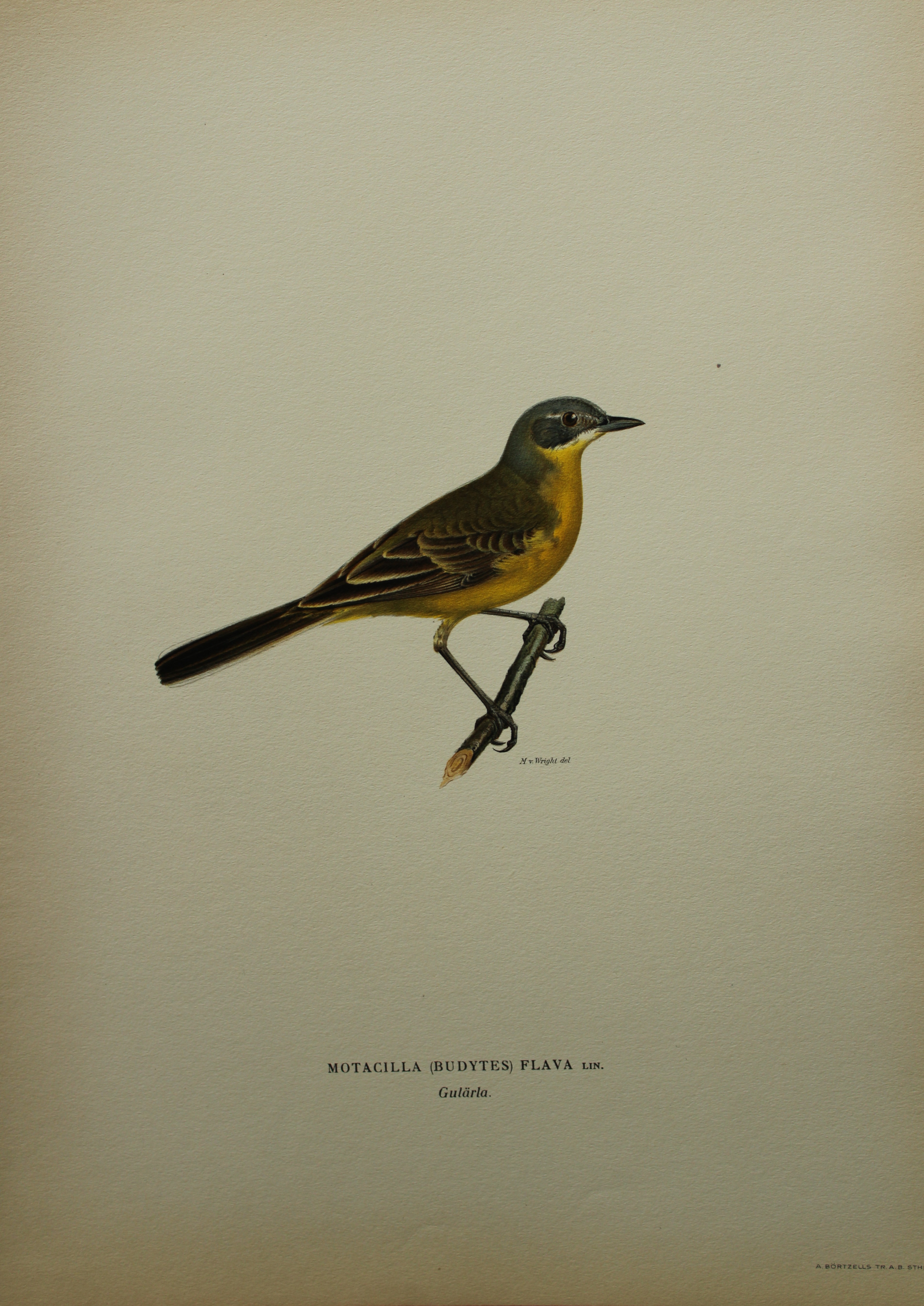M von Wright - Folio lithograph of Yellow Wagtail 1924