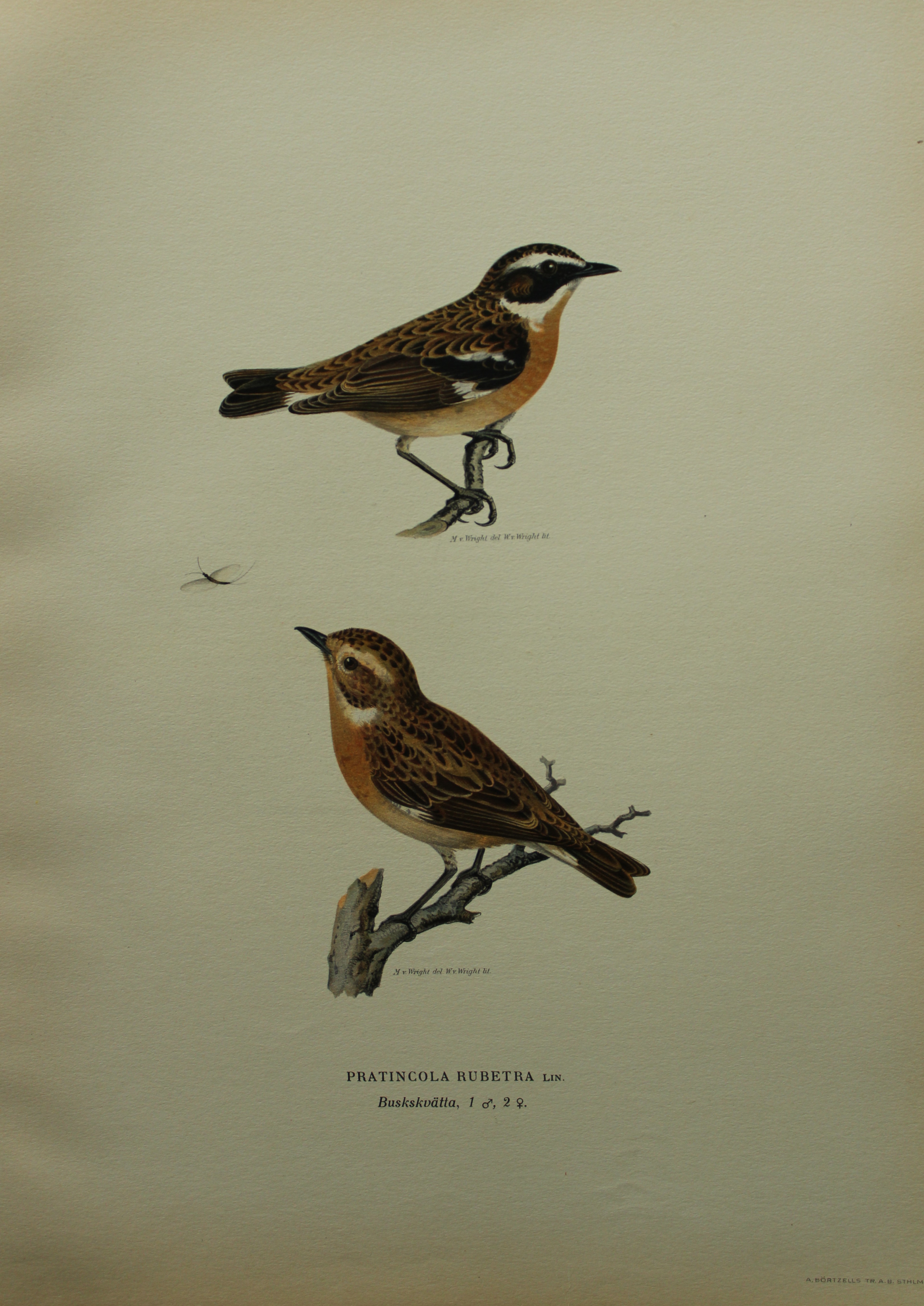 M von Wright - Folio lithograph of  Whinchat 1924