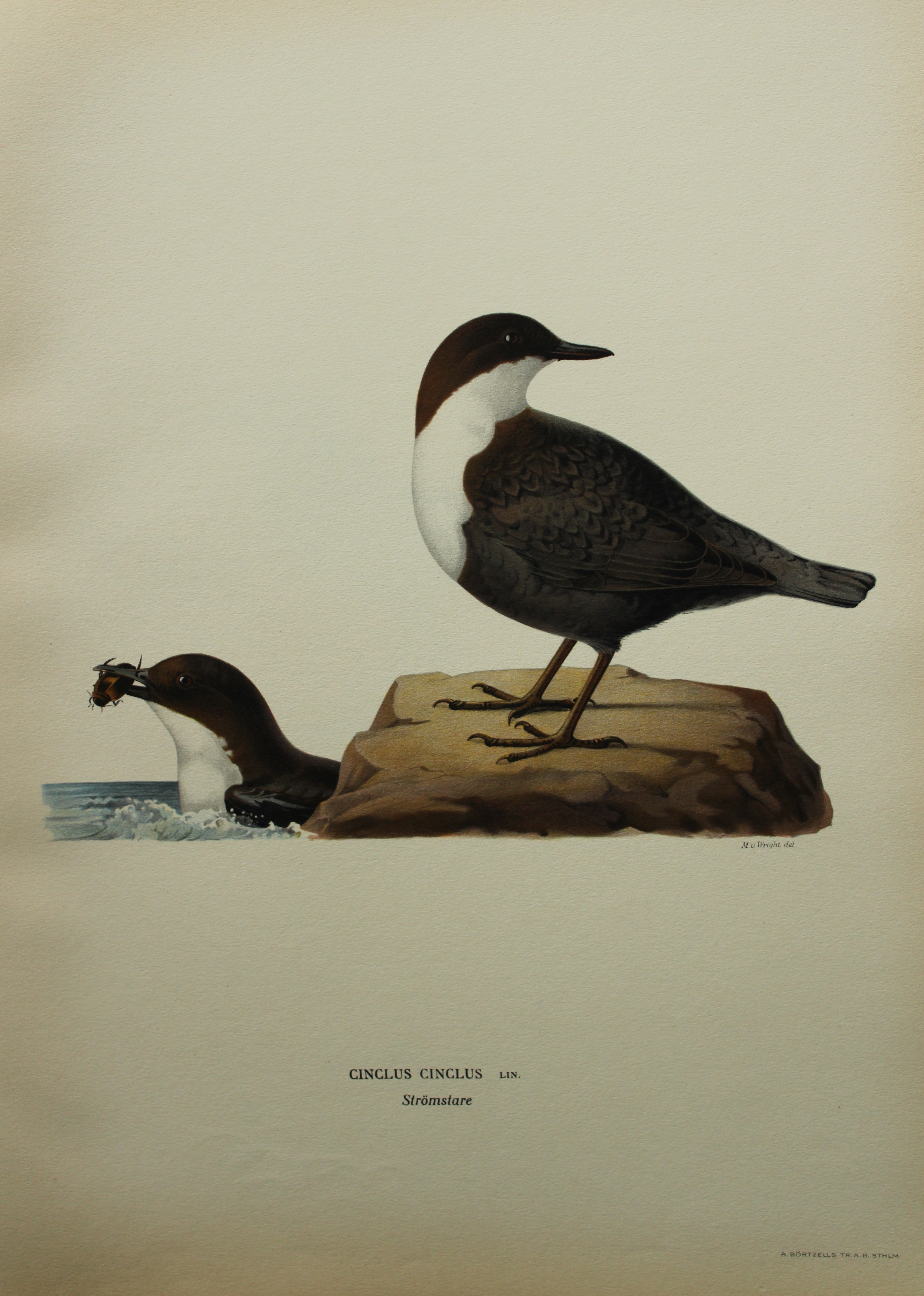 M von Wright - Folio lithograph of Dipper or Water Ouzel 1924