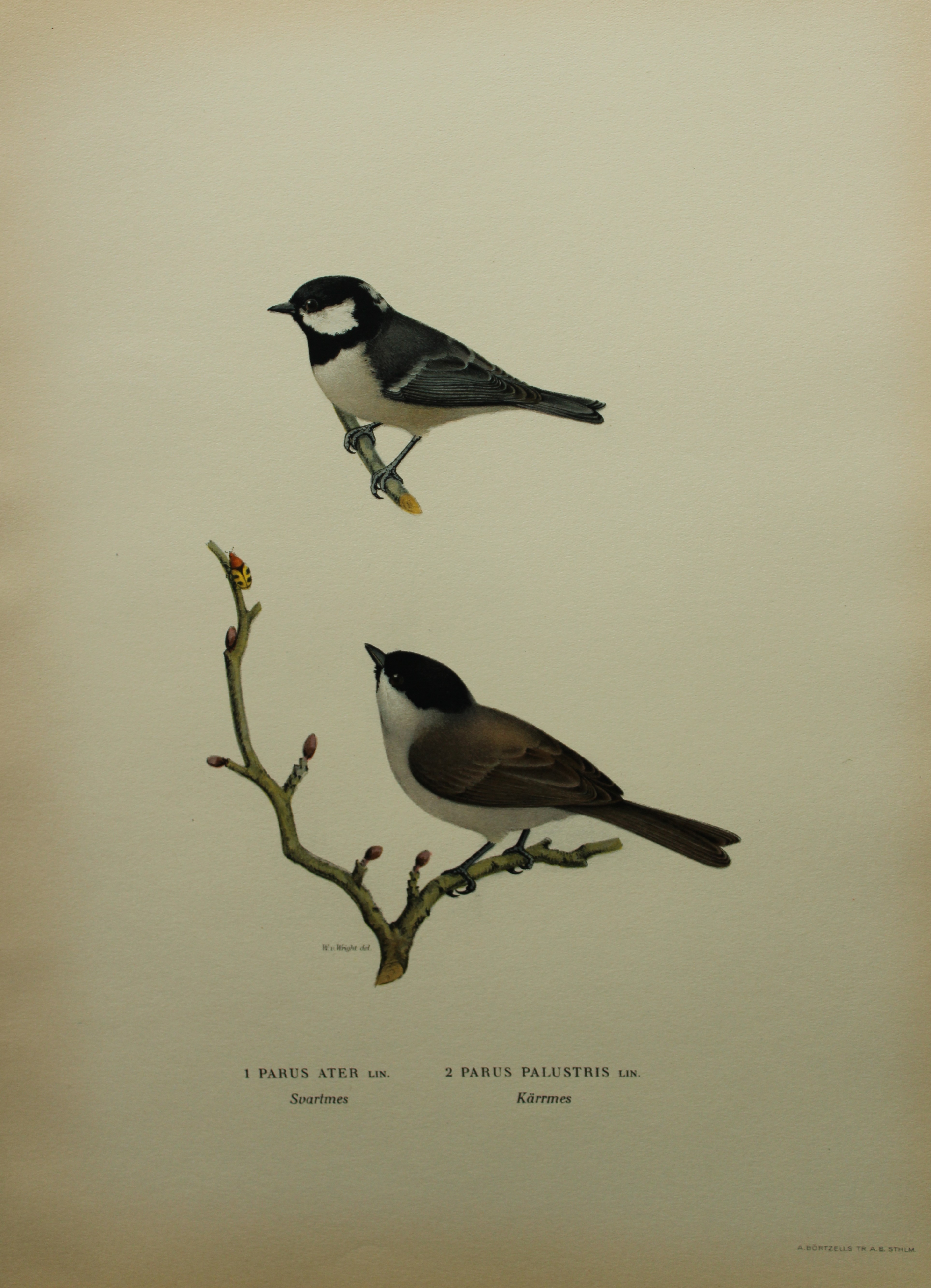 M von Wright - Folio lithograph of Coal and Marsh Tits  1924