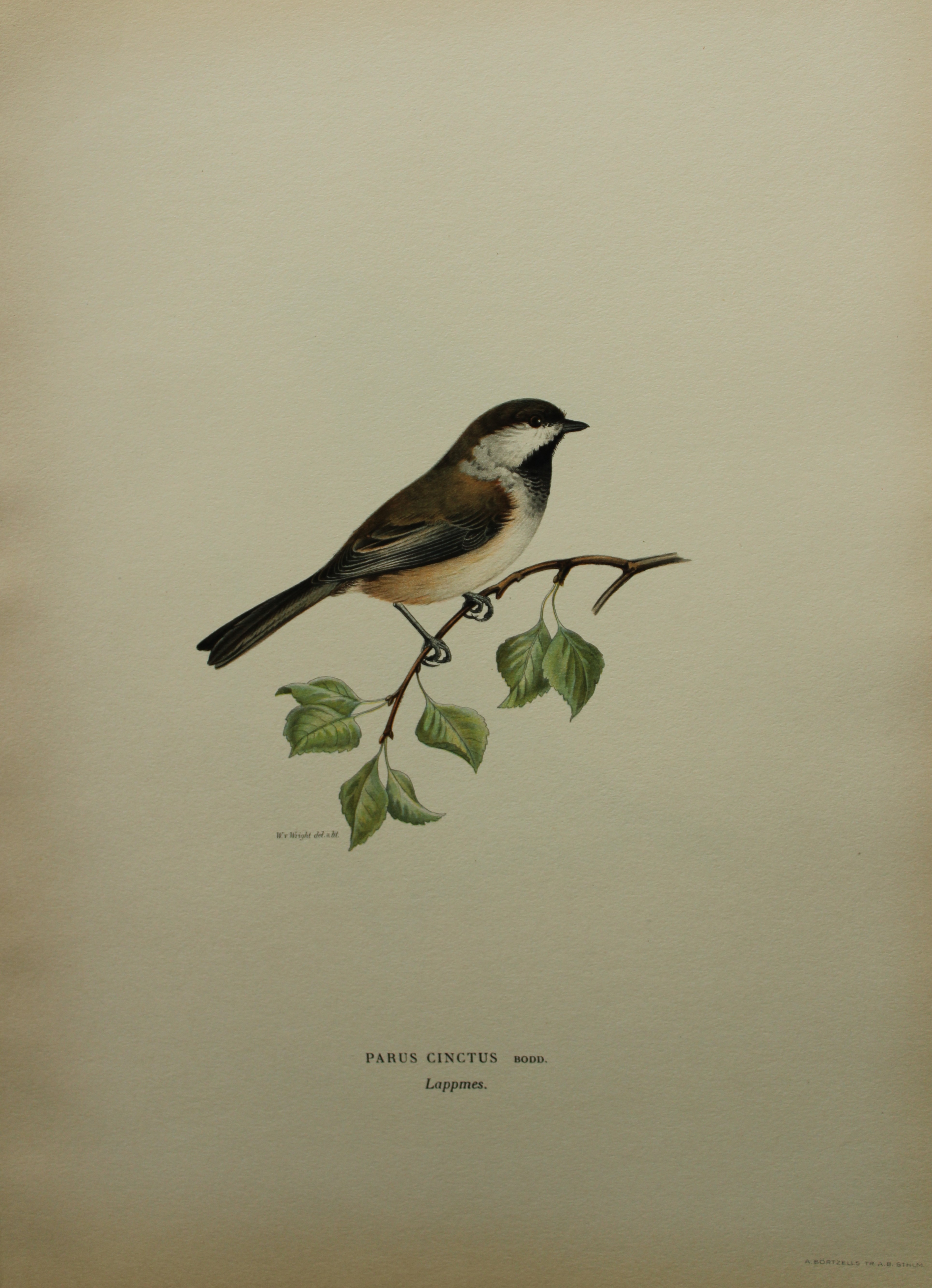 M von Wright - Folio lithograph of Siberian Tit 1924