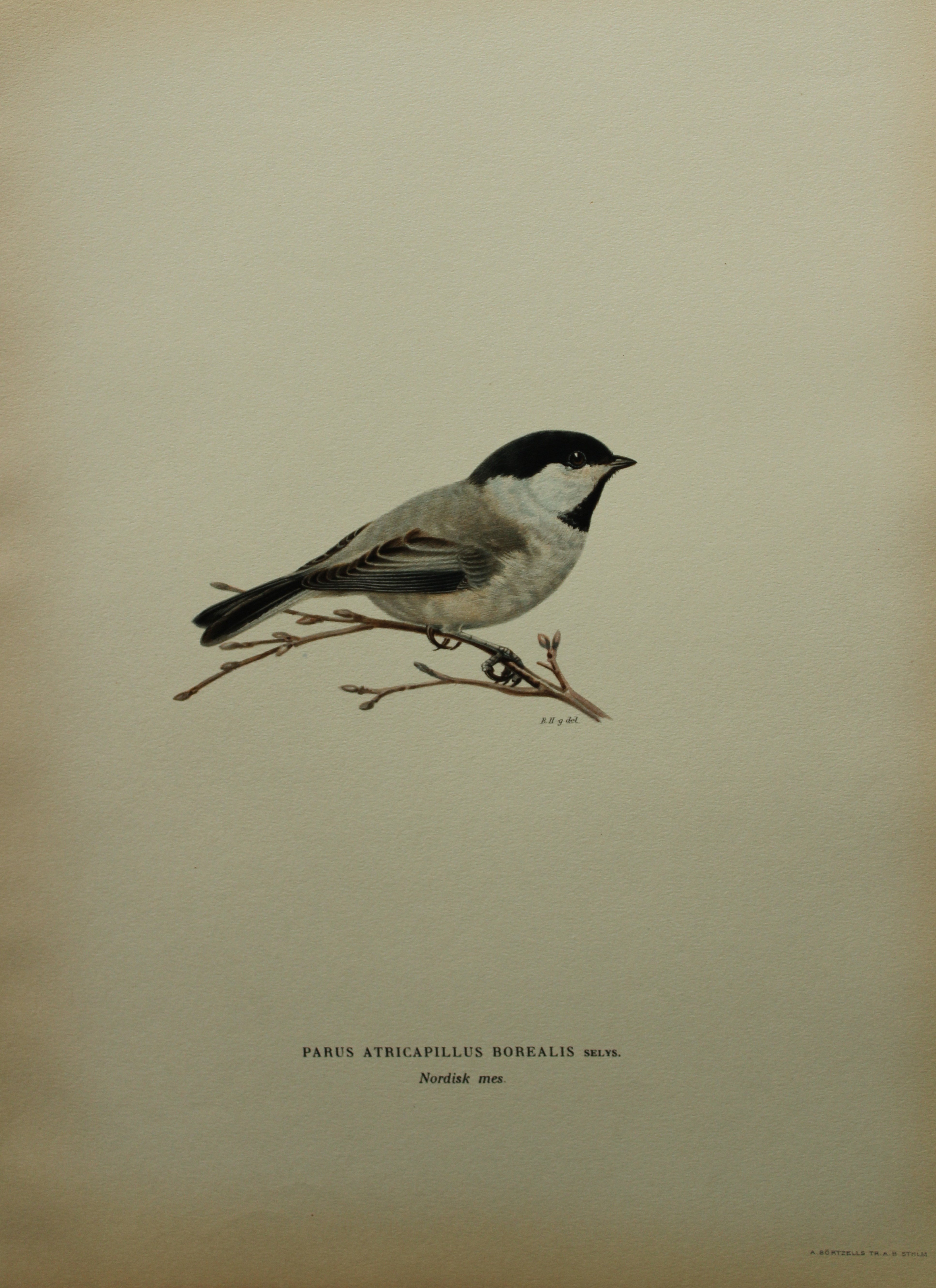 M von Wright - Folio lithograph of Black-headed  Tit 1924