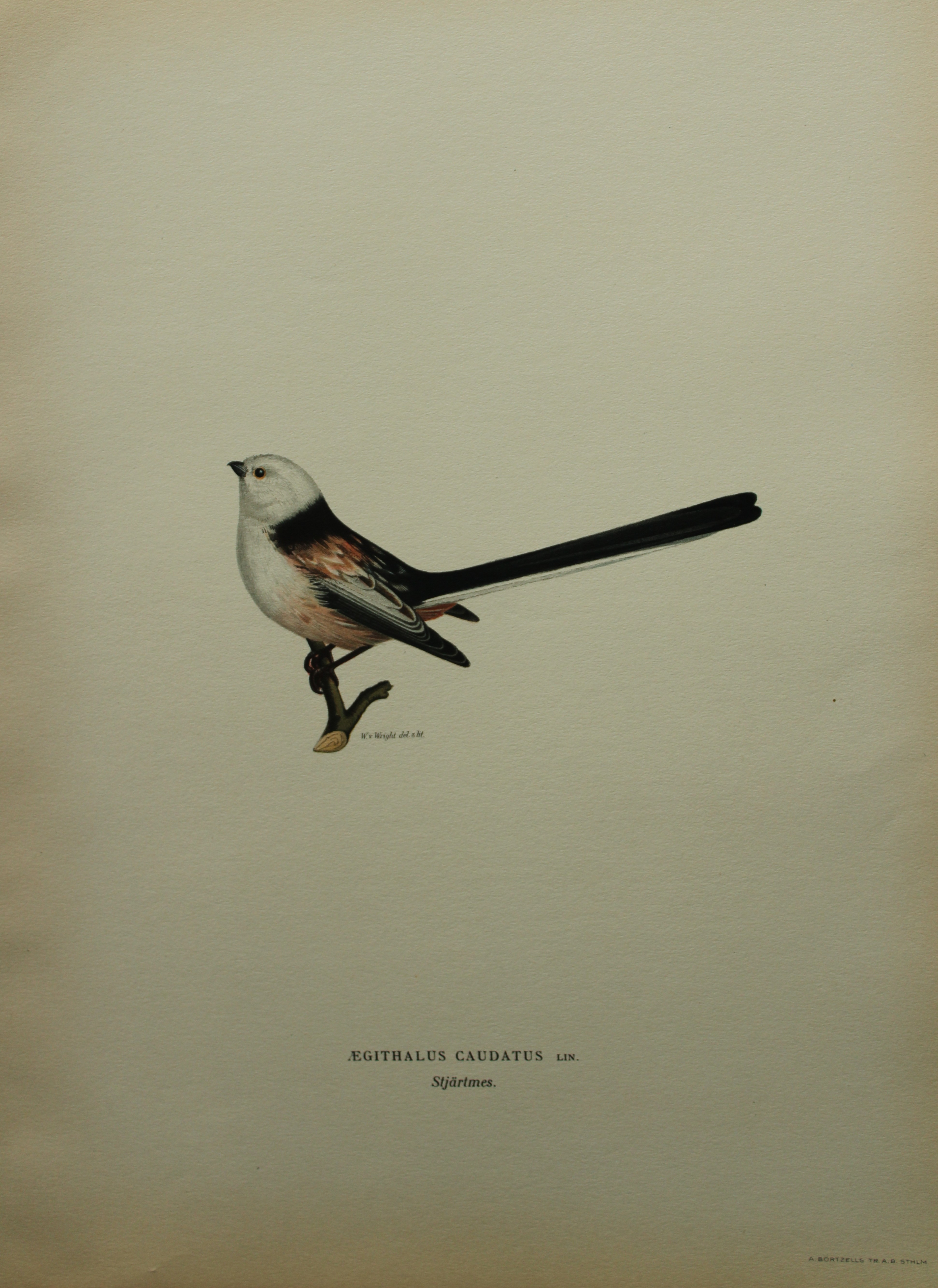 M von Wright - Folio lithograph of Long-tailed Tit 1924