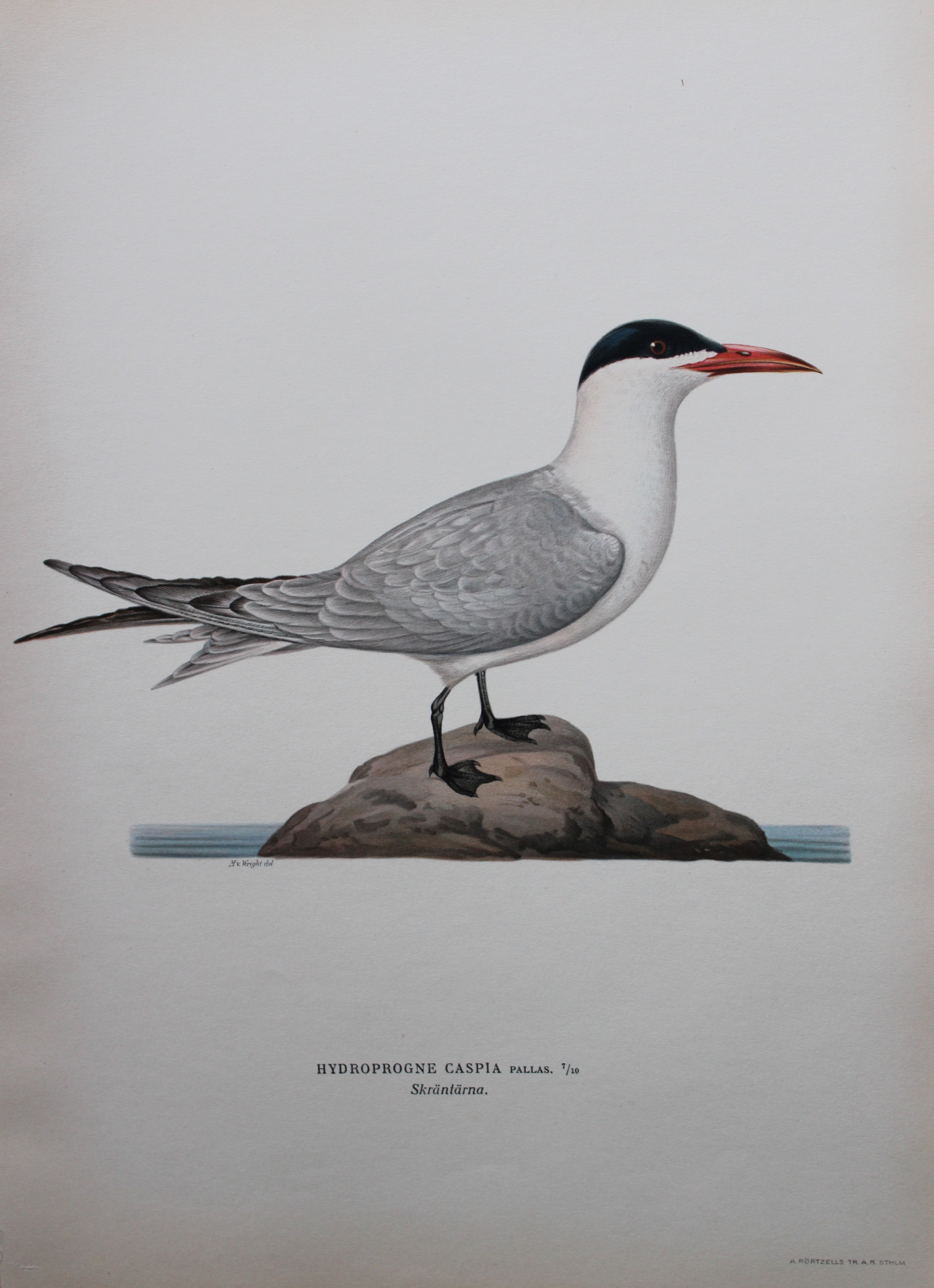 M von Wright - Folio lithograph of Caspian Tern 1924