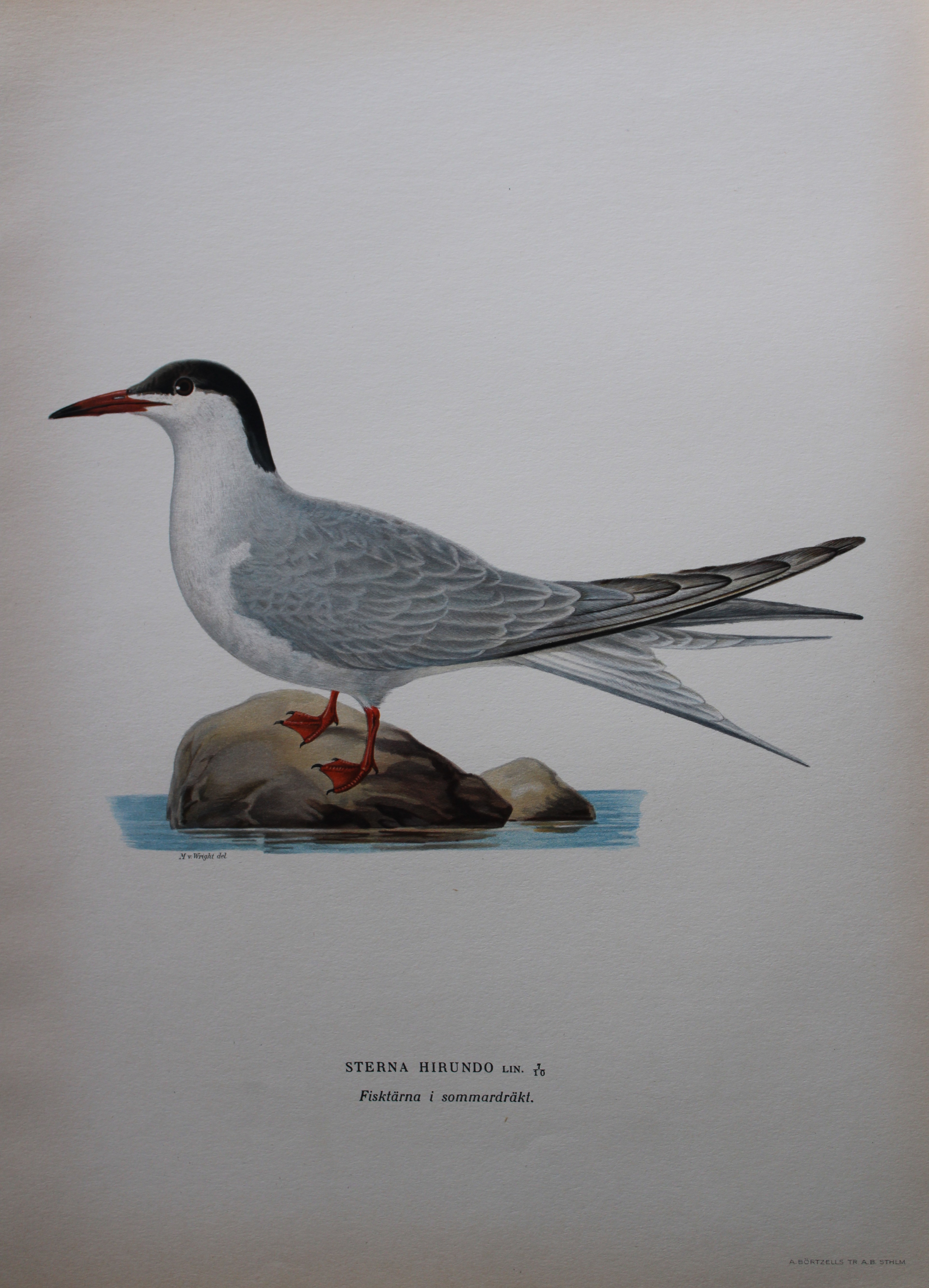 M von Wright - Folio lithograph of Common Tern 1924