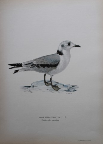 M von Wright - Folio lithograph of Black-legged Gull 1924