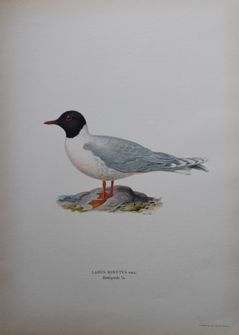 M von Wright - Folio lithograph of Little Gull 1924
