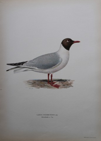 M von Wright - Folio lithograph of Black-headed Gull 1924