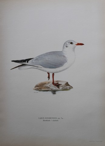 M von Wright - Folio lithograph of Black-headed Gull 1924