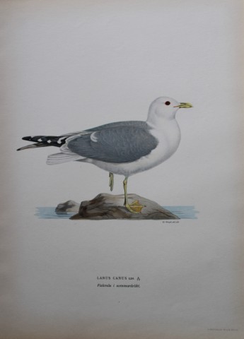 M von Wright - Folio lithograph of Common Gull 1924
