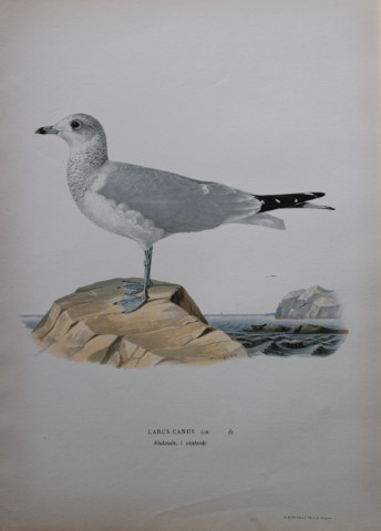 M von Wright - Folio lithograph of Common Gull 1924