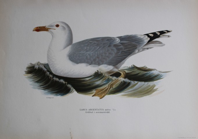 M von Wright - Folio lithograph of Herring Gull 1924