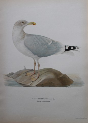 M von Wright - Folio lithograph of Herring Gull 1924