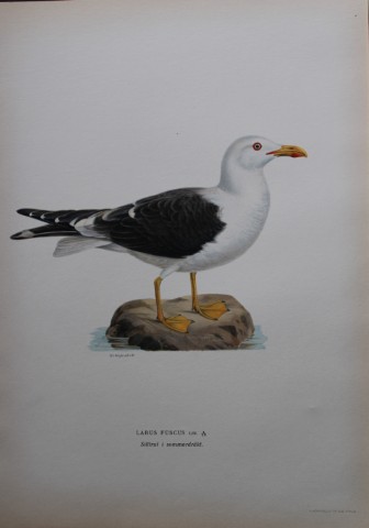 M von Wright - Folio lithograph of Lesser Black-backed Gull 1924