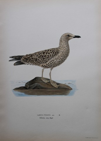 M von Wright - Folio lithograph of Lesser Black-backed Gull 1924