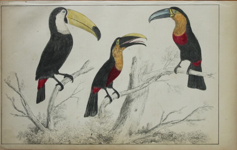 Oliver Goldsmith - Engraving of Toucans 1850