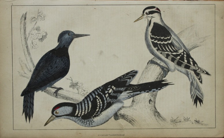 Oliver Goldsmith - Engraving of Woodpeckers 1850